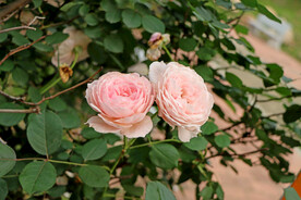 粉色月季花