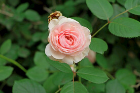粉色月季花
