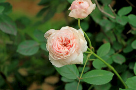 粉色月季花