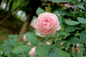 粉色月季花