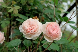 粉色月季花