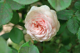 粉色月季花