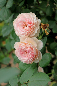 粉色月季花