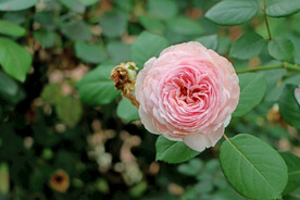 粉色月季花