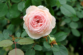 粉色月季花