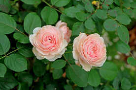 粉色月季花