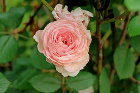 粉色月季花