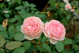 粉色月季花