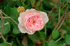粉色月季花