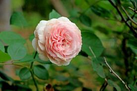 粉色月季花