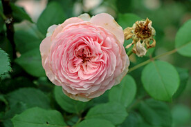 粉色月季花