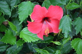 扶桑花