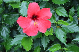 扶桑花