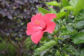 扶桑花