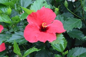 扶桑花