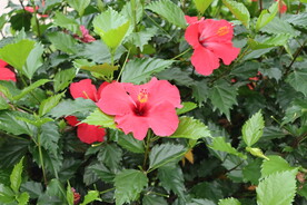 扶桑花