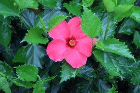 扶桑花