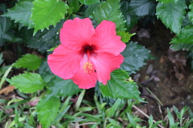 扶桑花
