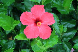 扶桑花