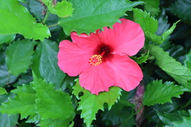 扶桑花