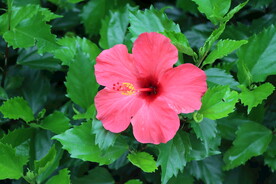扶桑花