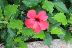 扶桑花