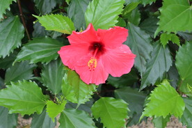 扶桑花