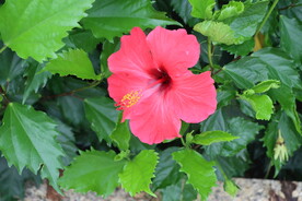 扶桑花