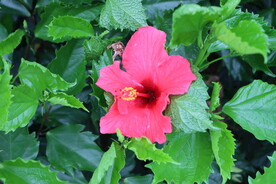 扶桑花
