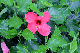 扶桑花