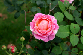 粉色月季花