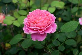 粉色月季花
