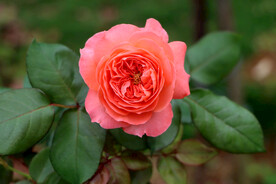 粉色月季花