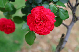 红色月季花