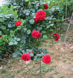 红色月季花