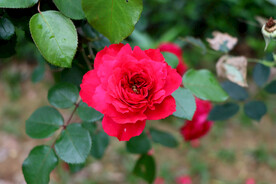 红色月季花