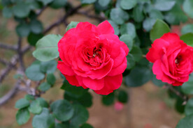 红色月季花