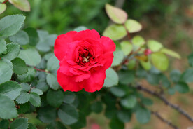 红色月季花