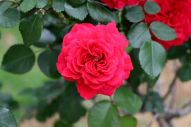 红色月季花