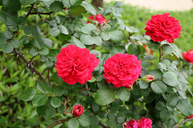 红色月季花