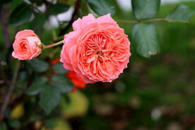 粉色月季花