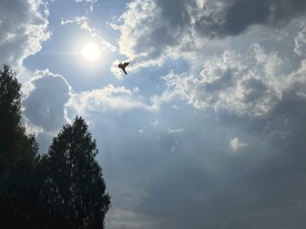 太阳与鸟