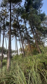 松树