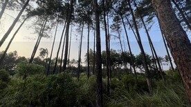 松树林