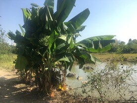 香蕉树