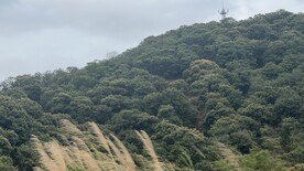 荔枝树