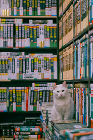 书和猫