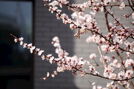 春天的桃花花枝