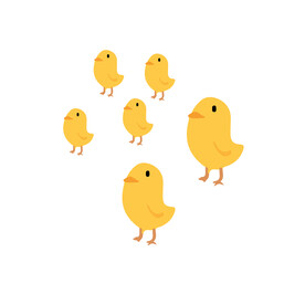小鸡 