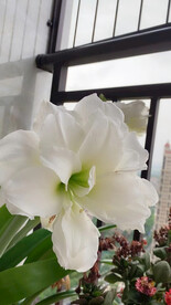 白色水仙花